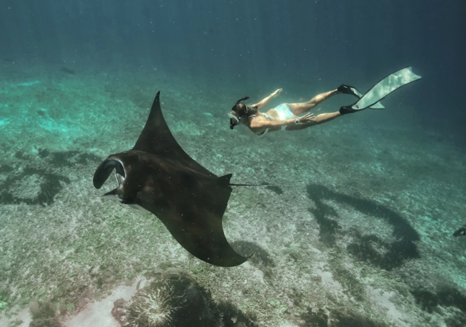 Snorkeller swimming above a manta ray at Manta Point, Komodo National Park