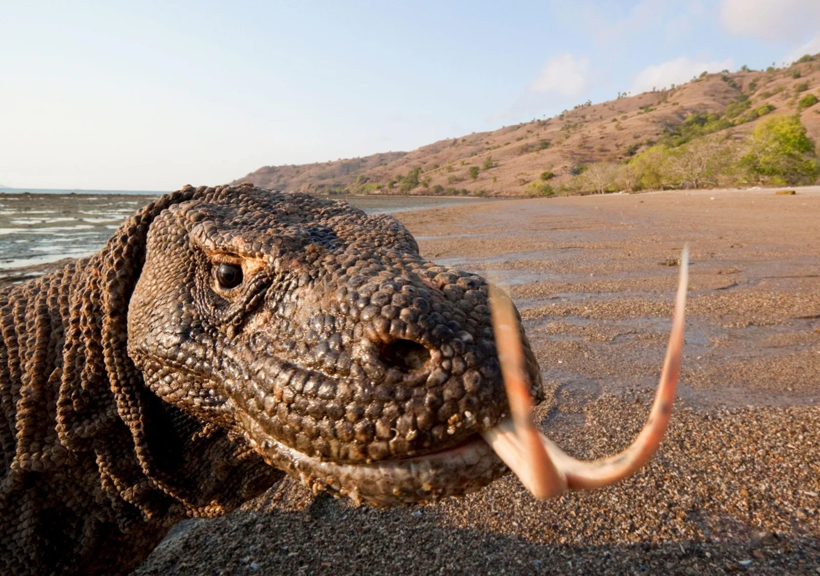 Komodo 4D Private Tour: Boat Stay, Padar & Pink Beach