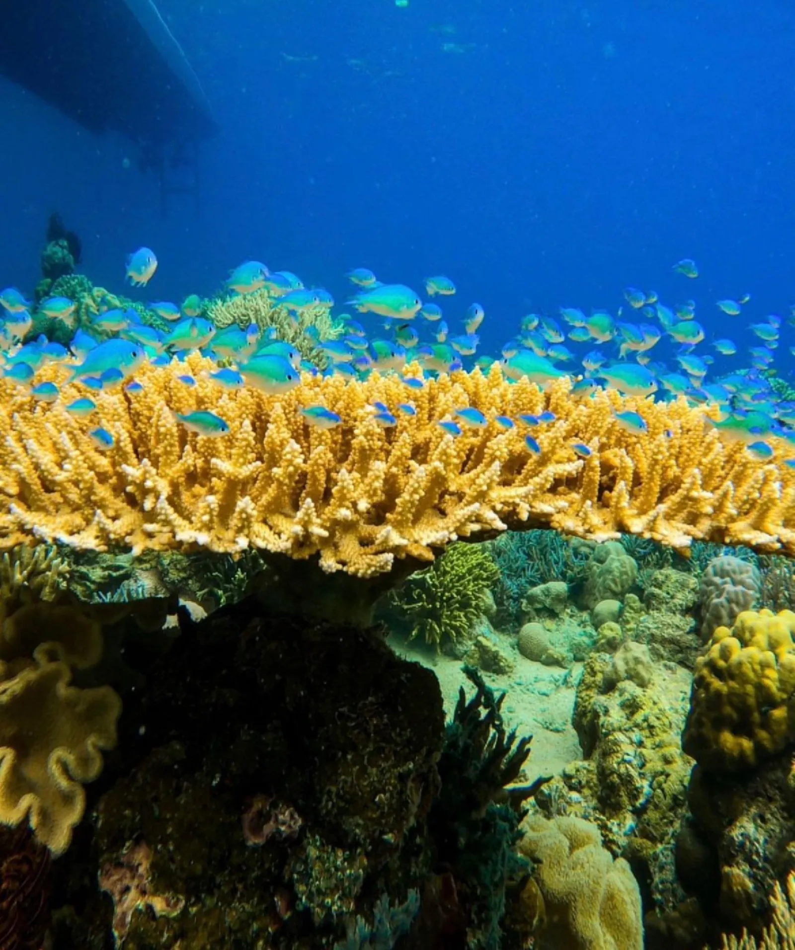 Hard coral and reef fish in the shallows at Boleng Beach