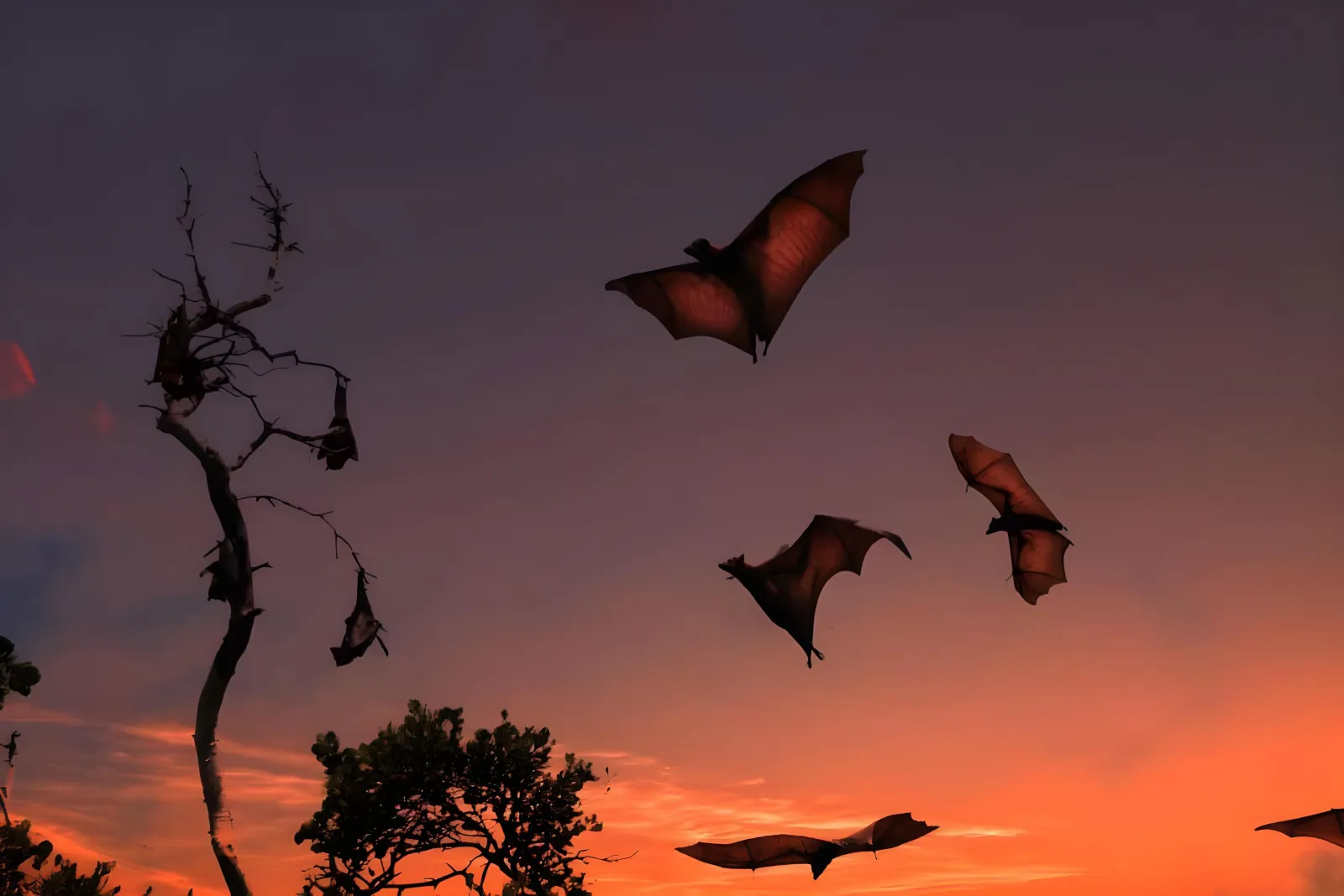 Flying foxes in flight against an orange evening sky