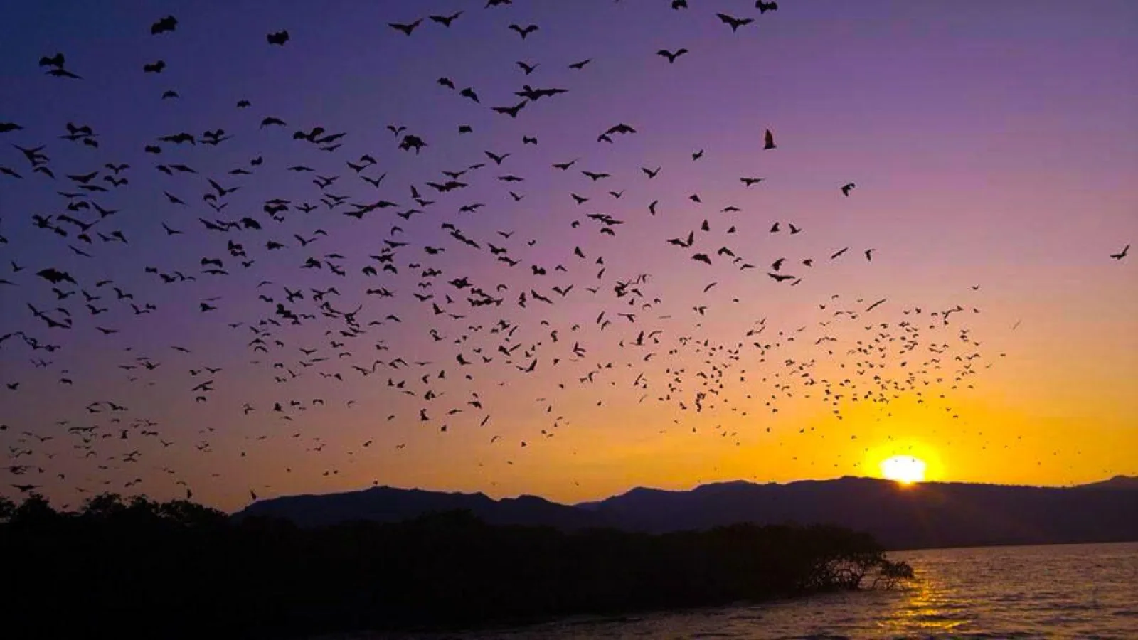 Flying Fox Sunset Cruise Private Boat Charter Labuan Bajo