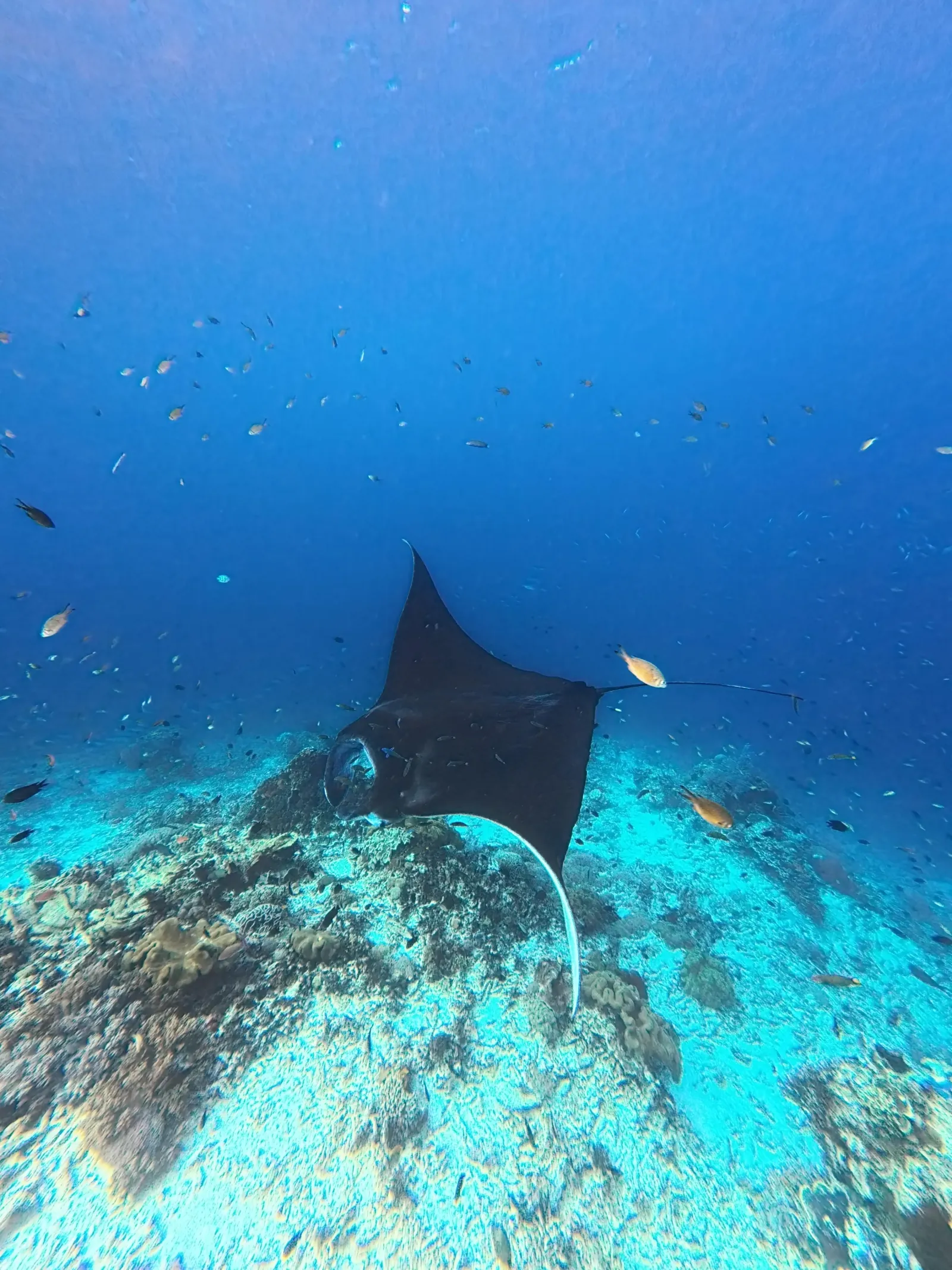 Manta ray over the reef in the clear water of Manta Point